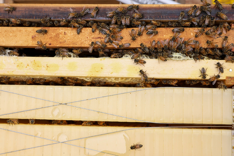 Dozens of honey bees cluster on the outside of a beehive.