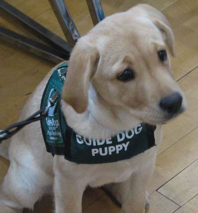 Service puppy