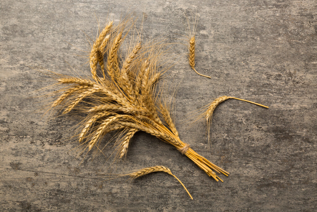 Top down photo of a sheaf of wheat ears on a neutral background.